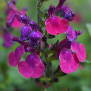 Salvia Cherry Pie